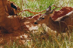 Zion National Park-1087