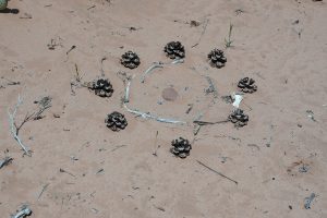 Zion National Park-1117